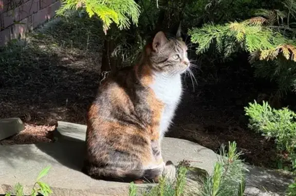 Кошки потеряшки, Парголово, фото: Потеряшка кошка, Песочное шоссе, Парголово