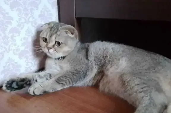 Кошки потеряшки, , фото: Потеряшка кошка, Дагестанская 14А, Уллубийаул