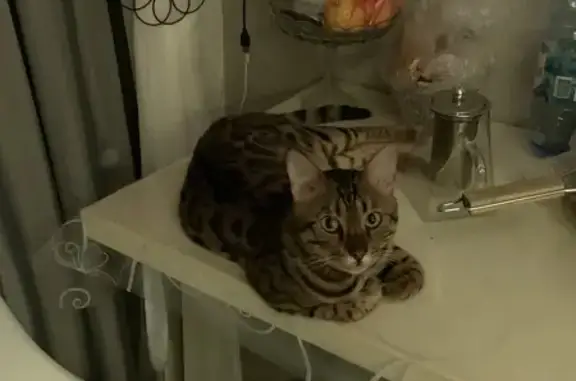 Пропала бенгальская кошка, Омск, Сиб. пр., 8