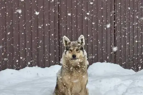Пропал пес Шарик, ул. Маркина 230А, Ижевск