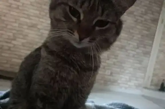 Пропал котик, ул. Мунасыпова, Ишимбай