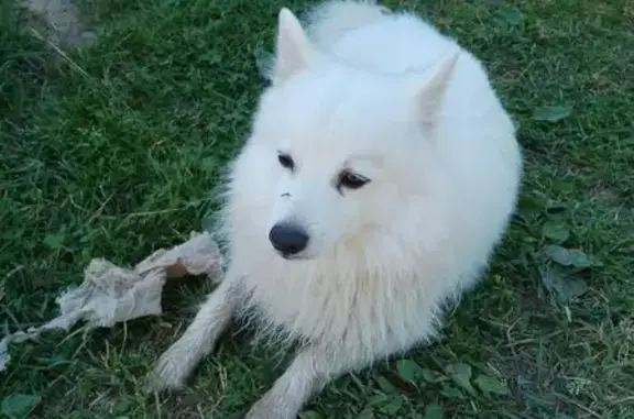 Найдена собака, Вологодская область, фото: Собака найдена в д. Захарово, Вологда