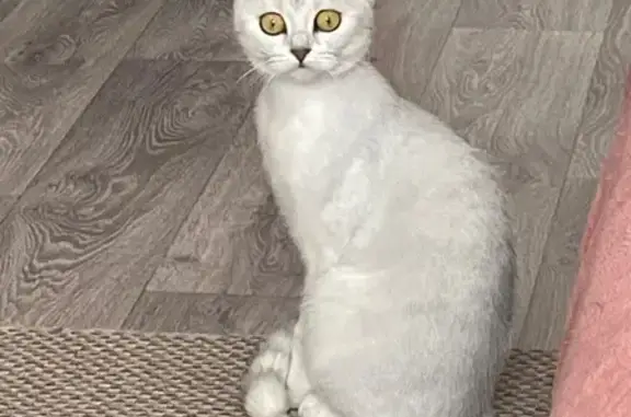 Найдена кошка, Соль-Илецк, фото: Кошка найдена: ул. Советская, 6/2А, Соль-Илецк