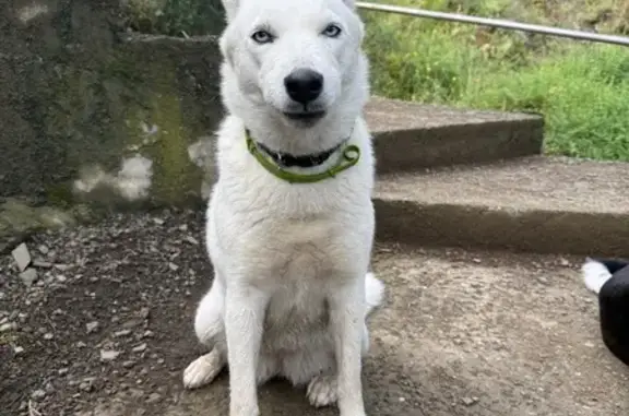 Пропала собака у метро Руставели, Тбилиси