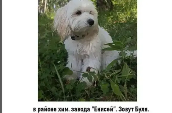 Пропала собака у 26 Бакинских Комиссаров, 1Д/1