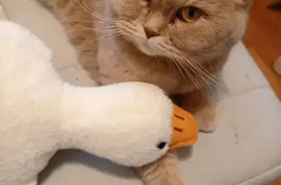 Кошки потеряшки, Сорочинск, фото: Потеряшка серая кошка, Ялтинская 18, Сорочинск