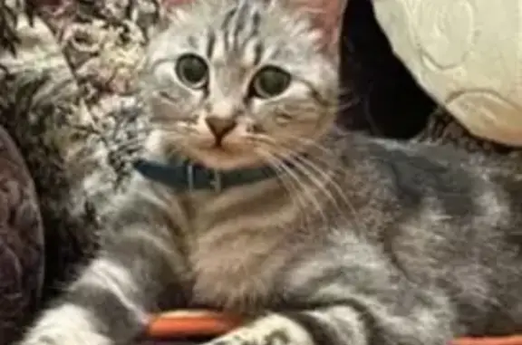 Пропала кошка на Блюхера, 12 литЯ