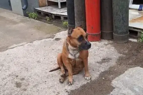 Собака найдена: ул. Семафорная, 431а