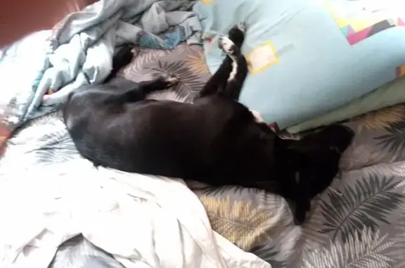 Собака найдена, пр. Геологоразведчиков 45, Тюмень