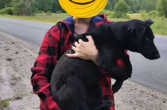 Объявления о пропавших и найденных животных, Борисоглебское, фото: Собака найдена, 78К-0003, Борисоглебск