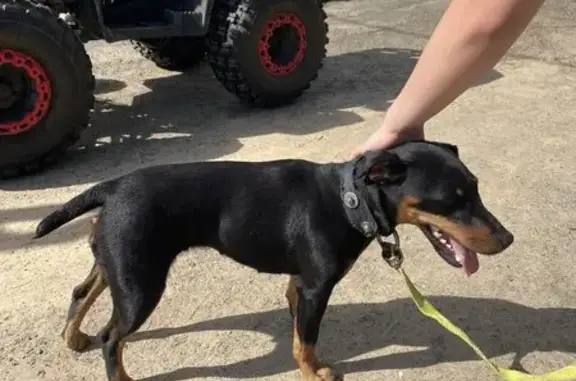 Найдена собака, Ленинградская область, фото: Собака найдена у Борисово, Ленобласть