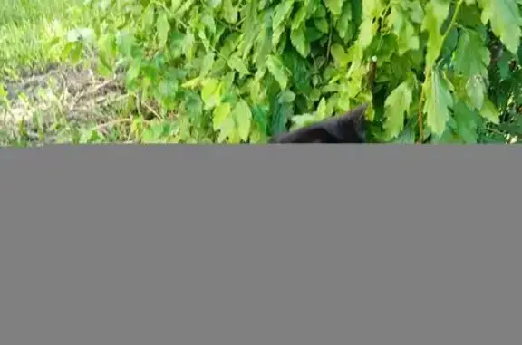 Кошки потеряшки, Лесколовское сельское поселение, фото: Потеряшка кошка, Луговая ул., Лесколово