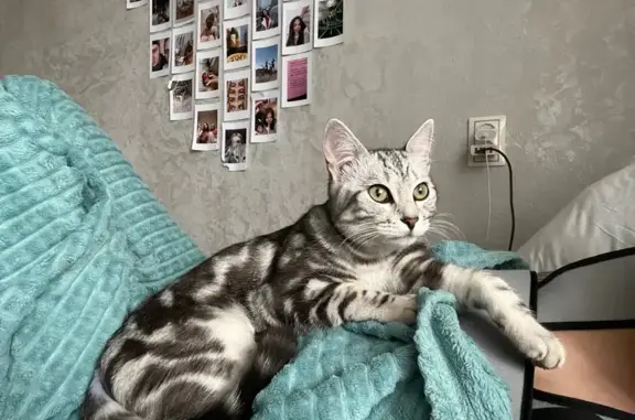 Кошки потеряшки, Верхний Тагил, фото: Потеряшка кошка, ул. Энтузиастов 2, В. Тагил