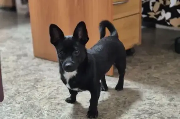 Найдена собака, Челябинск, фото: Найдена собака, ул. Первой Пятилетки