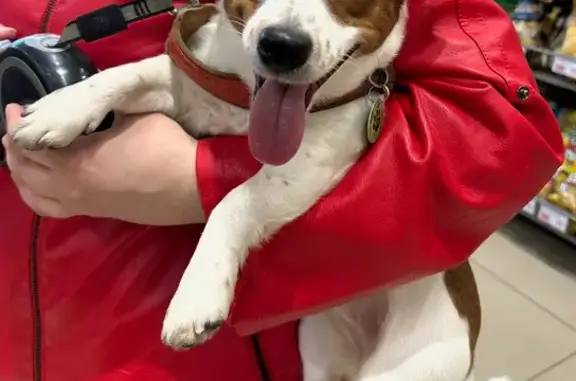 Собаки потеряшки, Балашиха, фото: Потеряшка собака, Балашиха, Ю. Фучика 4/1