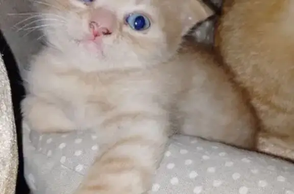 Кошки потеряшки, Далматово, фото: Потеряшка рыжая кошка, ул. Строителей, 14