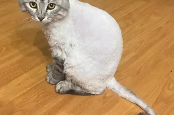 Потерянные животные Магнитогорск, фото: Пропала кошка, шоссе Космонавтов