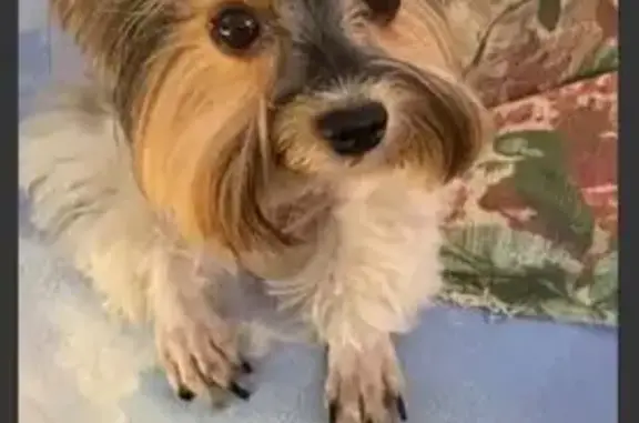 Собаки потеряшки, Маручак, фото: Потеряшка собака, Центральная ул., 57