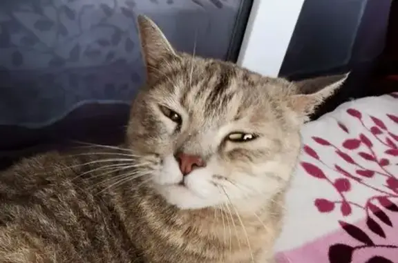 Найденные животные Анна, фото: Кошка найдена в бухте Де-Ливрон