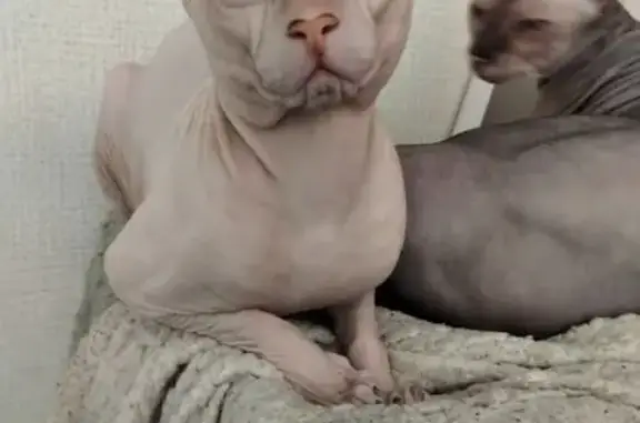 Кошки потеряшки, Сыктывкар, фото: Потеряшка кошка, ул. Куратова 35, Сыктывкар