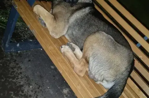 Найдена собака, Бескудниковский бул., Москва