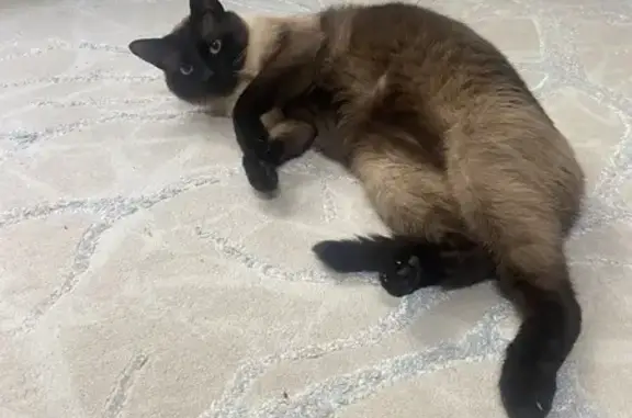 Пропала тайская кошка, МО