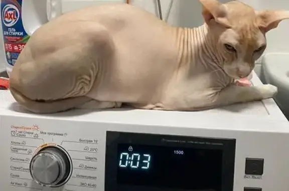 Кошки потеряшки, Москва, фото: Потеряшка кот, ул. Михайлова 30А к4, Москва