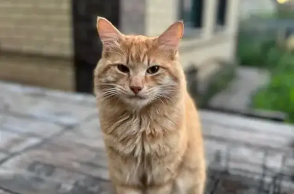 Кошки потеряшки, Званка, фото: Потеряшка рыжая кошка, Приозёрная ул., Званка