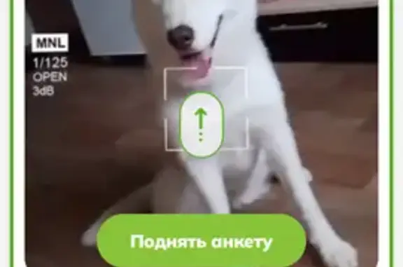 Собака найдена: Самарская ул, 146, Самара