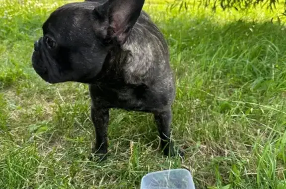 Собака найдена: пр. Строителей, Кудрово