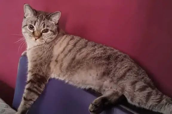 Кошки потеряшки, Волгоград, фото: Потеряшка кот Максим, Волгоград, пер. Р. Люксембург, 58