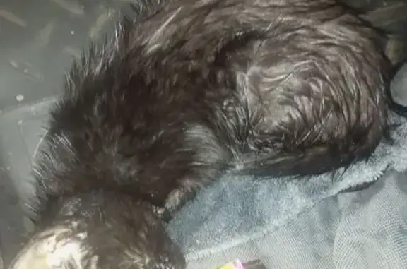 Котёнок найден на Большой Черкизовской, Москва