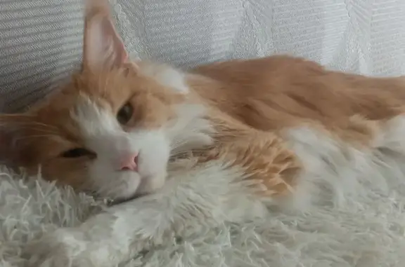 Кошки потеряшки, Вольск, фото: Потеряшка кот, Комсомольская 235, Вольск