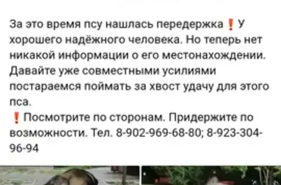 Собака найдена: пр. Ленина, Екатеринбург