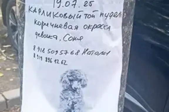 Собака найдена: ул. Ларина, 11, Ростов-на-Дону