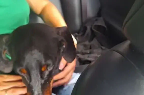 Собака найдена: ул. 60 лет Октября, 2/39