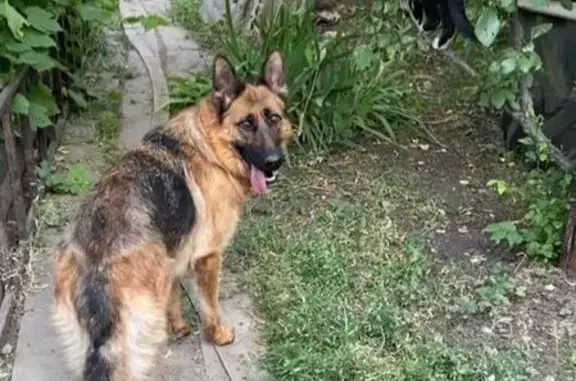 Собаки потеряшки, Шахты, фото: Потеряшка овчарка Гера, Красинская ул., Шахты