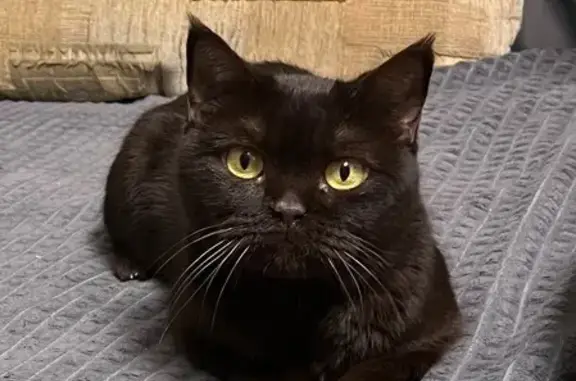 Кошки потеряшки, Киселевск, фото: Потеряшка кошка, ул. Новостройка 11, Киселёвск