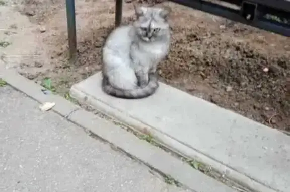 Найдена кошка, Новочебоксарск, фото: Беременная кошка найдена у ул. Воинов-Интернационалистов, 43