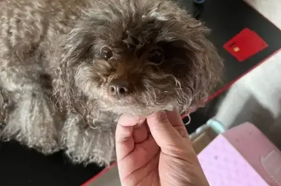 Пропала собака, ул. Климова 13, Троицк