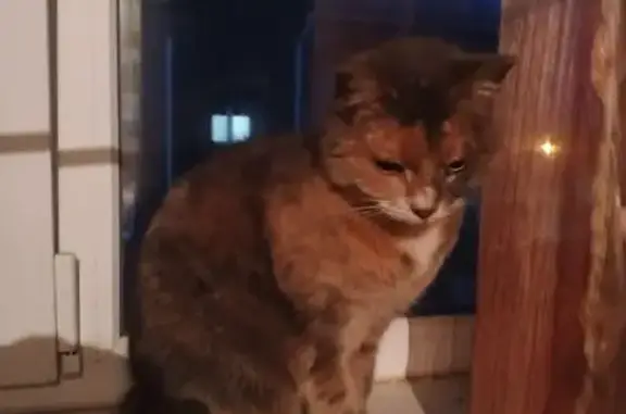 Найдена кошка, Радужный, фото: Кошка найдена: ул. 15, Радужный