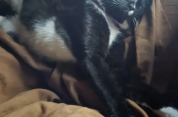 Пропала кошка, Чемальский тракт, Чепош - photo