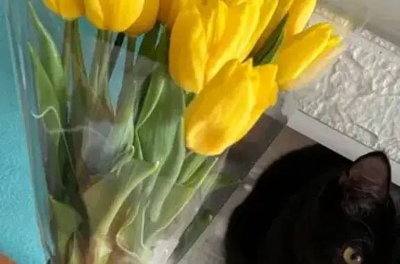 Пропала кошка, ул. Новожёнова, 5, Тейково