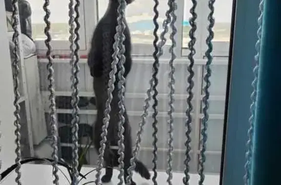 Кошки потеряшки, Надым, фото: Потеряшка кошка, Надым, ул. 7