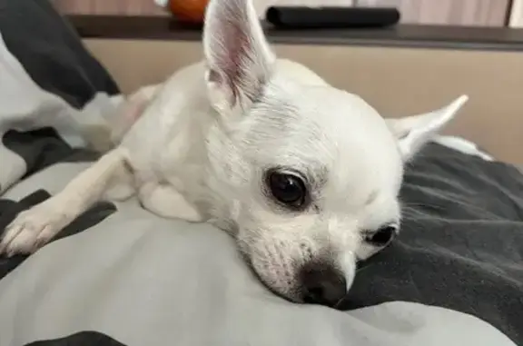 Чихуахуа найдена в Строителе, Тамбовская обл.