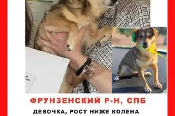 Пропала собака, Южное шоссе, Александровский