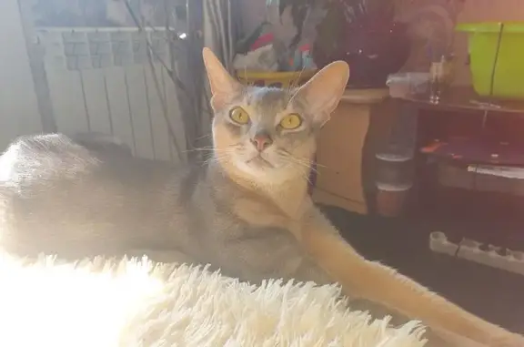 Кошки потеряшки, Оха, фото: Потеряшка кошка, ул. Блюхера 25, Оха