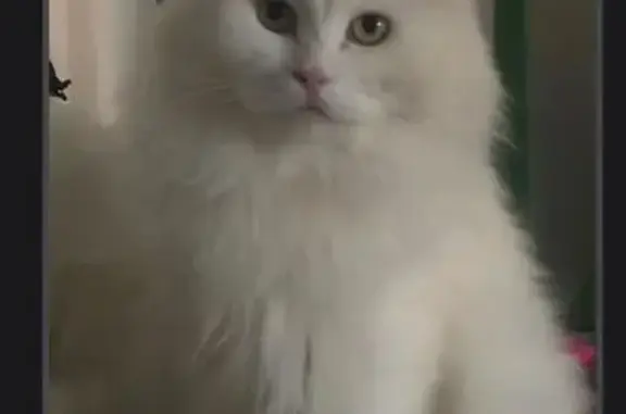 Кошки потеряшки, Ликино-Дулёво, фото: Потеряшка кошка, ул. Калинина, 7А