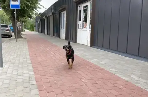 Собака найдена: Советская 33, Светлый