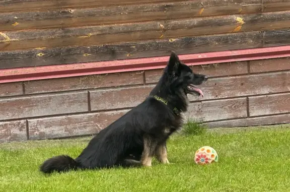 Собаки потеряшки, Партизанская, фото: Потеряшка собака в дер. Партизанская, 58К-102